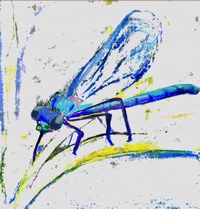 Der Traum der Libelle - Genekeys Transformation